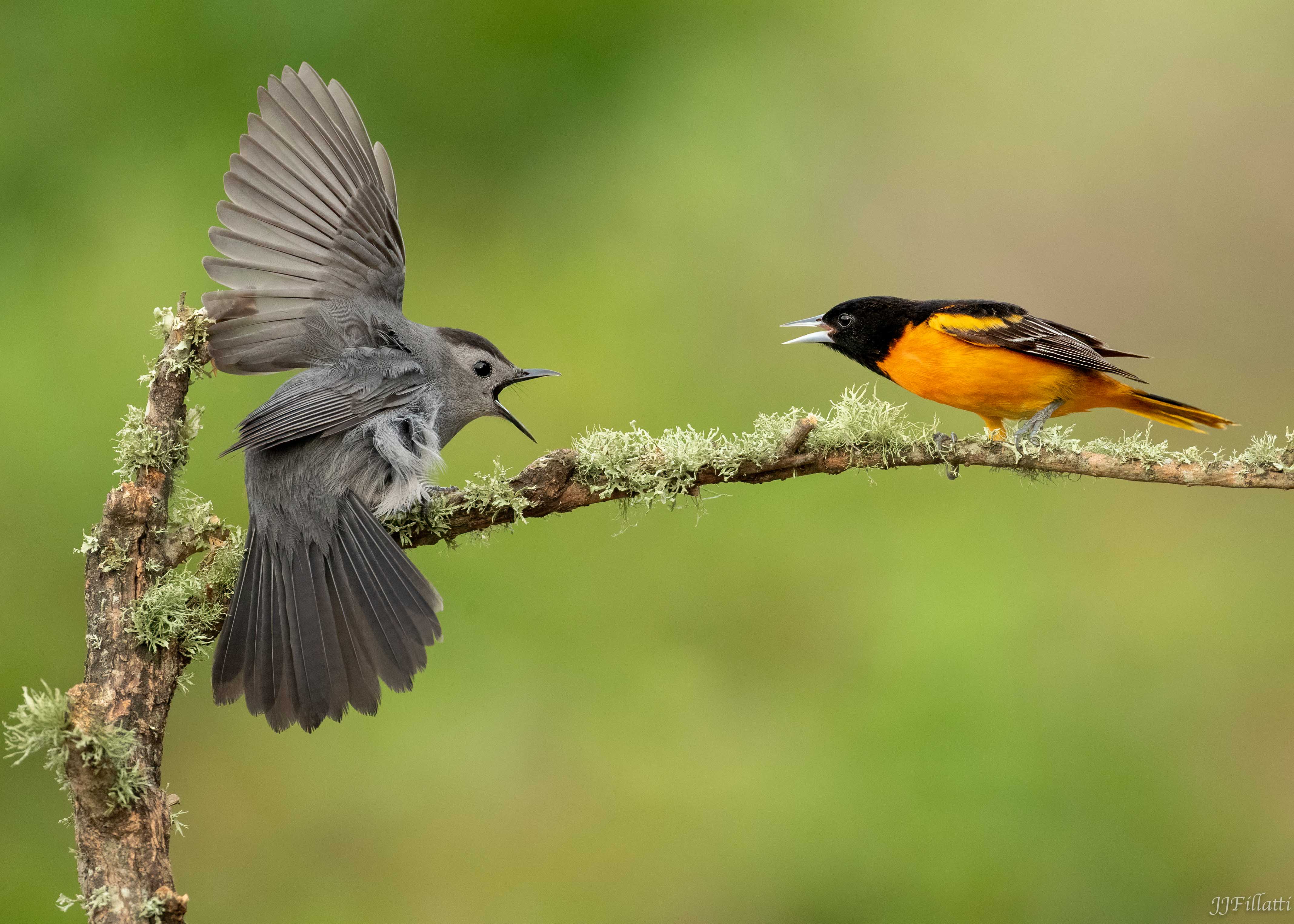 bird of Galveston Island image 12